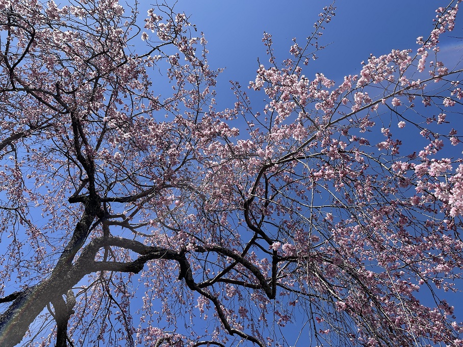 青空と桜色🌸