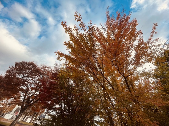 今日の公園の紅葉
